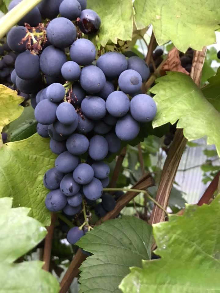 Norsk Vin