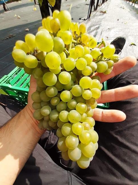 Norsk Vin
